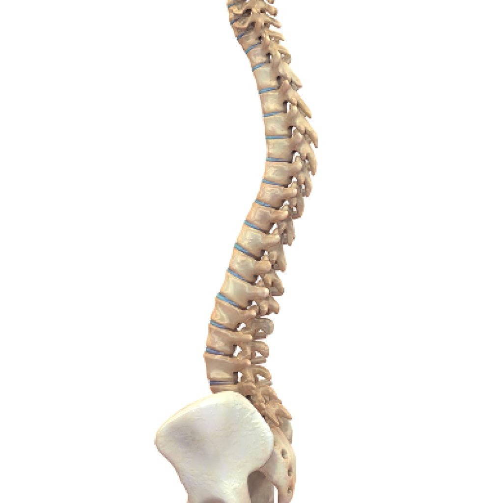 colonna-vertebrale